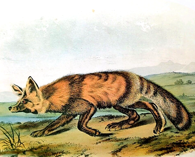 #ad John Audubon Wildlife Animals JACKALL FOX Vintage Book Plate Print 215 $11.99