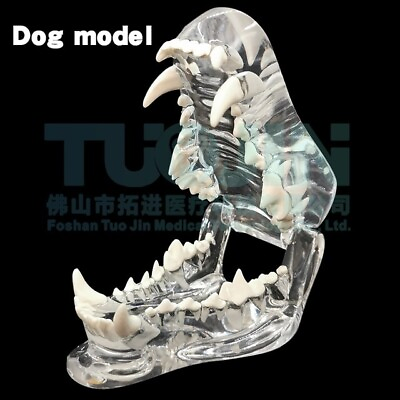 Transparent Dog Teeth Jaw Tooth Model Anatomical Teaching Demonstration $36.99