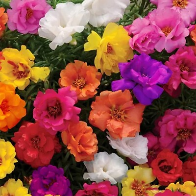 #ad #ad 10000 MIXED MOSS ROSE SEEDS PORTULACA GRANDIFLORA MIX FLOWERS GROUNDCOVER $5.49