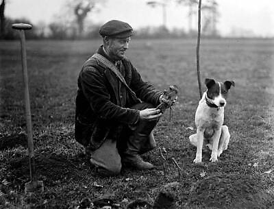 #ad Mole catcher with his dog seen preparing a mole trap Great Br 1945 Old Photo AU $9.00