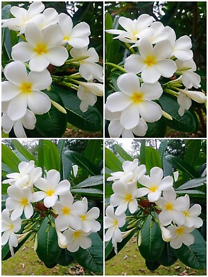 #ad 20 of Plumeria Seeds White for Planting Flower Seeds New Seeds 2024 $5.30