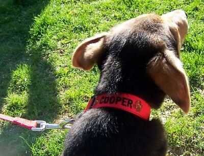#ad X Small Dog Collar Personalized with Your Dogs Name Phone number and design $19.95