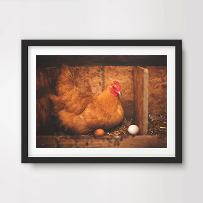 #ad CHICKEN EGG FARM ANIMAL WILDLIFE PHOTOGRAPHY ART PRINT Poster Bird Picture GBP 24.99