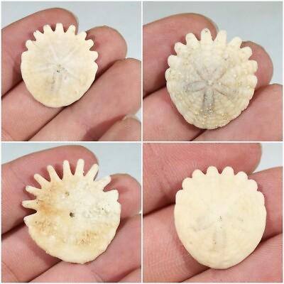 #ad Premium Small Echinoid Fossil Sea Urchin Sand Dollar Heliophora Pliocene Morocco GBP 5.99
