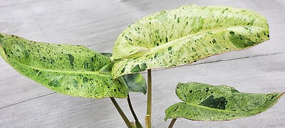 #ad Philodendron Paraiso Verde Philodendron Mint Variegated Aroid in 4quot; pot $15.99