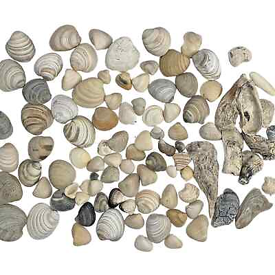 #ad Gulf of Mexico Clam Shells Huge Lot Sea Shells Various Sizes $14.20