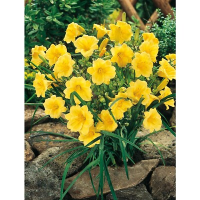 #ad 5 Re blooming Stella D#x27;Oro Daylily Mini Border lily Winter Hardy Border Edging $26.99