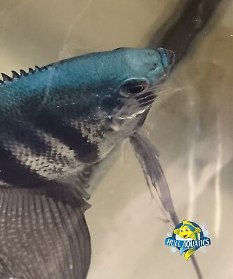 #ad Philippine Blue Pinoy Angelfish Young 3 Pea Sized Young $19.99