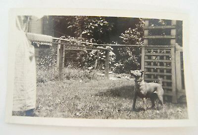Women and Dog Outside in Yard Garden Vintage Black amp; White Photo 3.5quot; x 5.5quot; $5.74