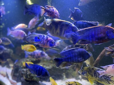 #ad Peacock Cichlids Lot Of 3 1 From Beautiful Breeder Group. 2 Inches Mixed Colors $39.99
