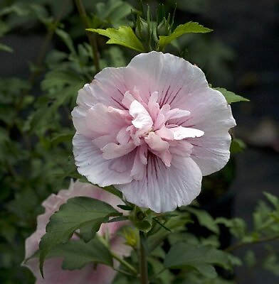 #ad Pink CHIFFON® Hibiscus syriacus Rose of Sharon Proven Winner 4quot; pot $16.99