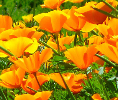 #ad 500 Orange California Poppy Seeds Flower Garden Eschscholzia USA FREE SHIPPING $2.50