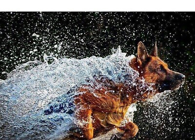 Diamond Painting DIY Dog Running In The Water Artistic Background Design Display $279.64