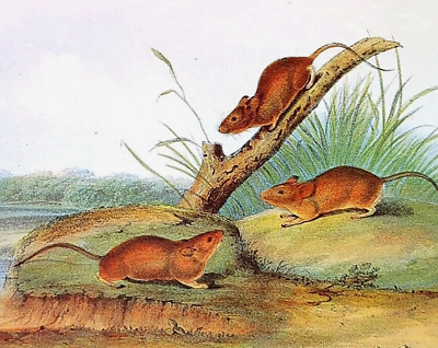 #ad John Audubon Wildlife Orange Colored Mouse Vintage Book Plate Print 172 $11.99