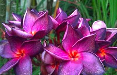 #ad 5 Bright Purple Pink Plumeria Seeds Plants Flower Flowers Perennial Seed 516 $4.63