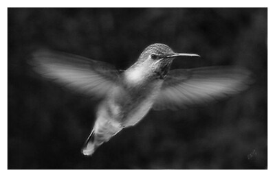 #ad Hummingbird No 1 12quot;x16quot; Fine Art Museum Quality Print $89.00