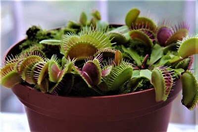 #ad 25 Venus Flytrap Seeds Exotic Carnivorous Flower Plant $4.44