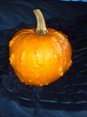 #ad knuckle heads organic non GMOPumpkin Seeds 10 small to medium sized pumpkin $9.75