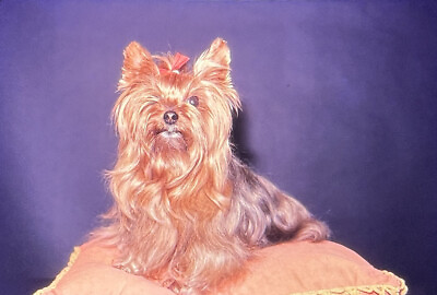 #ad Vintage Photo Slide 1980 Dog Posed $9.99