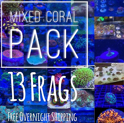 #ad Frag pack coral 13 Mixed Frags 1 Hammer or Frogspawn Free Overnight Shipping $175.00