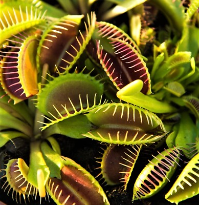 #ad 25 Venus Flytrap Seeds Exotic Carnivorous Flower Plant $5.00