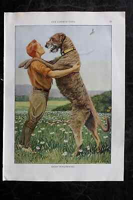 #ad Fuertes amp; Murayama 1927 Dog Print. Irish Wolfhound GBP 20.00