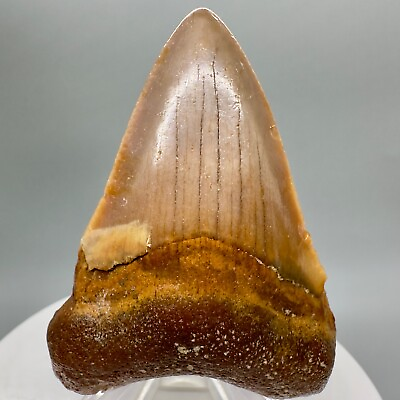 #ad Beautiful Orange Tan colors 2.26quot; Fossil MEGALODON Shark Tooth Western Sahara $79.00