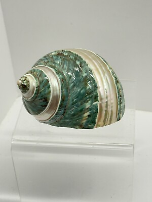 #ad 3 4inch Natural Conch Green Turban Shell Sea Snail $6.99