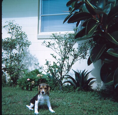 Picture Beagle Puppy Dog Outside Rubber Tree 1972 Vintage 126 Kodachrome Slide $11.25