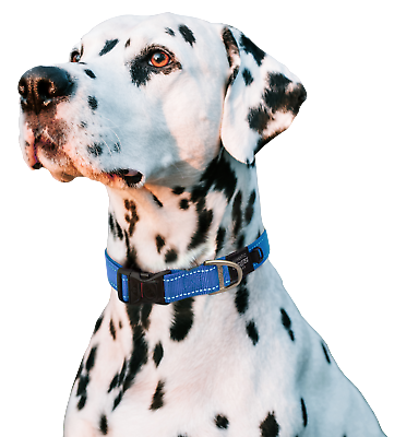 #ad Rogz Classic Dog Collar Utility S M L XL XXL Reflective $15.95