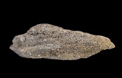 #ad Rare Limestone Fossil Sea Sponge Full Petrifaction $65.00