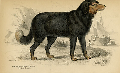 #ad Antique Print Natural history A Newfoundland dog Smith Lizars 1840 $67.50