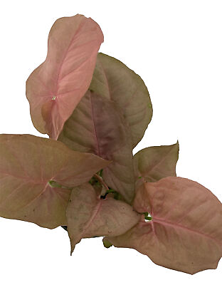 #ad SALE Neon Pink Robusta Arrowhead Plant Syngonium Nepthytis 4quot; Pot $14.99