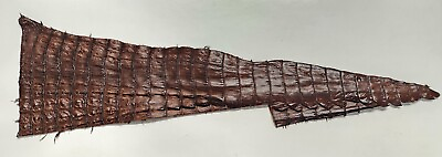 #ad Alligator Tail Skin Remnants $24.00