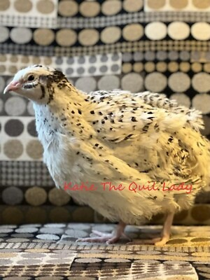#ad 36 Jumbo Coturnix Quail Hatching Eggs mix: Pearl Italian Texas Aamp;M XXL White.. $36.00