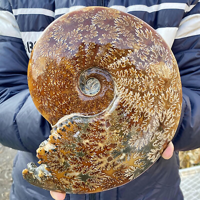#ad 4.3LB Natural agate fossil snail shaped convex round gemstone $313.00