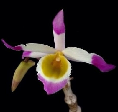 #ad DENDROBIUM PENDULUM SMALL ORCHID POTTED $31.45