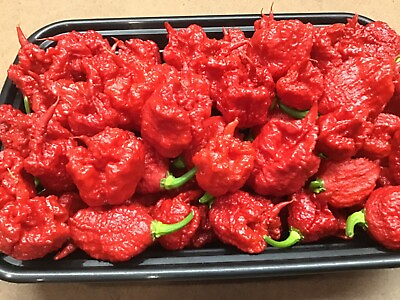 #ad Carolina Reaper pepper plants red 2 count 3 to 5” or taller FREE shipping $16.49
