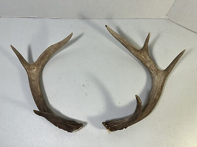 Whitetail Deer Antler Set 7 Point Hunting Taxidermy Rattle Outdoor Wide $24.99