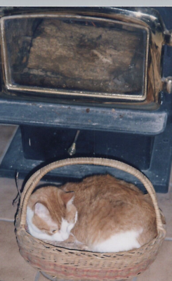 #ad 5O Photograph Cute Adorable Beloved Cat Cozy Napping In A Basket By Fireplace $14.96