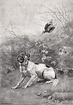 #ad Dog English Setter Bird Shot Above Its Head FIREARMS Large 1880s Antique Print $69.95