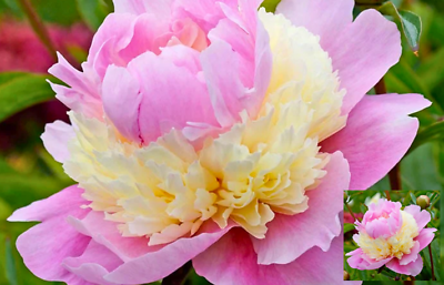 #ad #ad Peony Sorbet Bare roots Perennial Returns every year $16.95