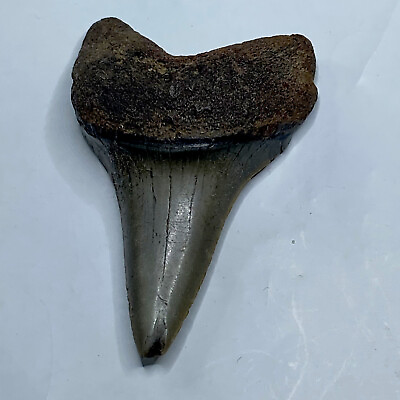 #ad Large Great White Shark Tooth Huge 2” Found On West Palm Beach Florida 2016 $55.99