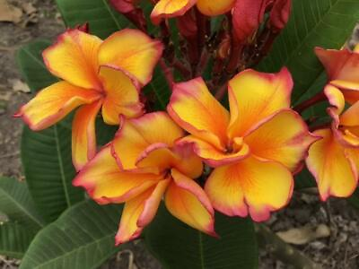 #ad 5 Bright Yellow Plumeria Seeds Plants Flower Flowers Perennial Seed 521 $4.63