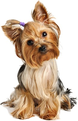 #ad WALL STICKERS DOG YORKSHIRE TERRIER small dog Vinyl Decal Mural Art Sticker GBP 24.15
