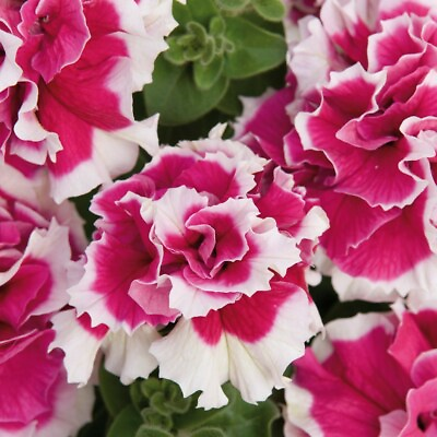 #ad 50 Double Pink White Petunia Seeds Flowers Seed Flowers Bloom 276 US SELLER $3.99