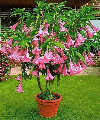 #ad Pink Trumpet Tree {Tabebula rosea} Pre Stratified 15 seeds Free Shipping $4.19