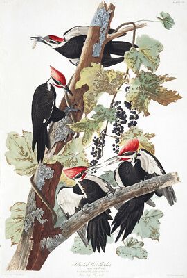 #ad 1830 John Audubon Pileated Woodpecker Picus Pileatus Havell Edition Exc $19.99