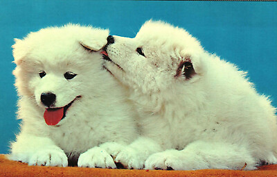 #ad Postcard Two Puppies Dogs Playing Probably Great Pyrenees Pups Animals $4.35