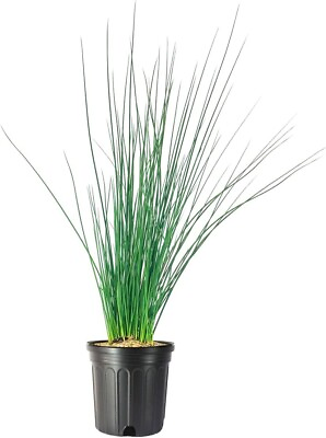 #ad Blue Arrows Rush Grass Large Gallon Size Plant Juncus Inflexus $67.98